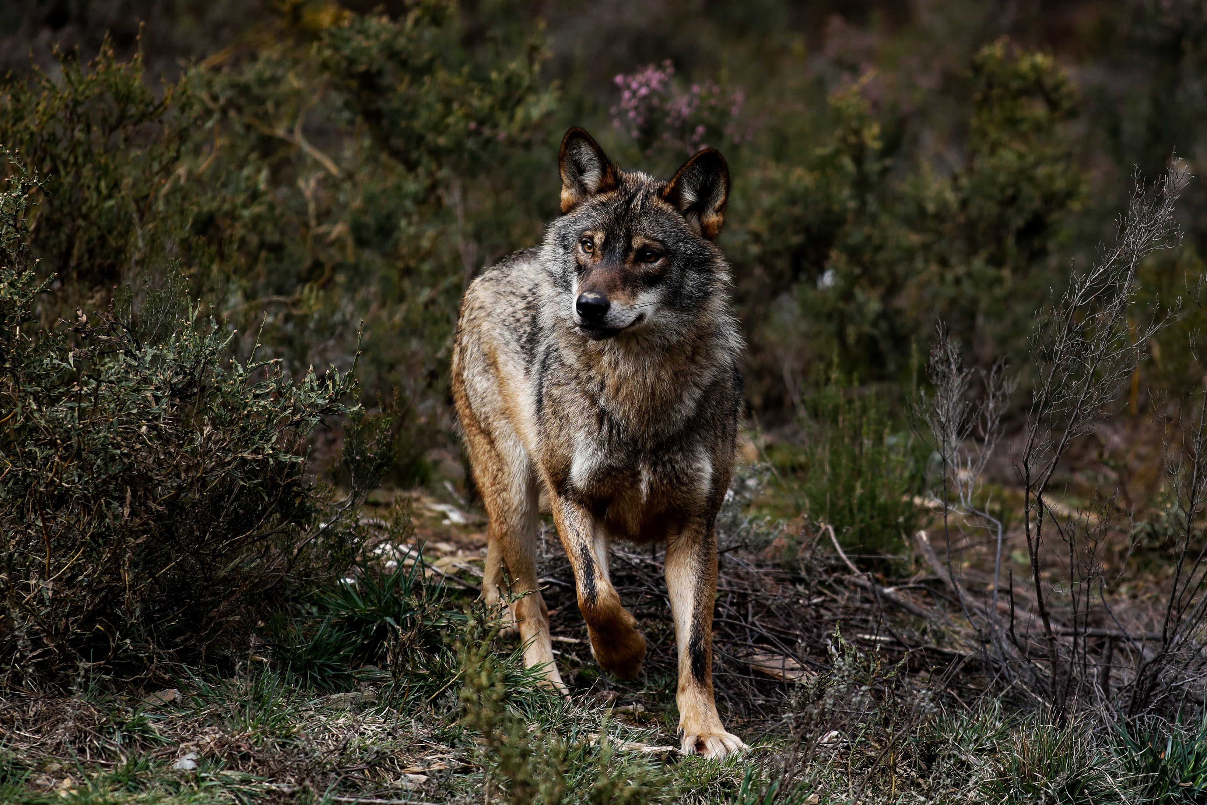 La UE da el primer paso para rebajar la protección del lobo