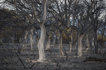 Zona quemada por el incendio de sierra de la Culebra (Zamora), el lunes.