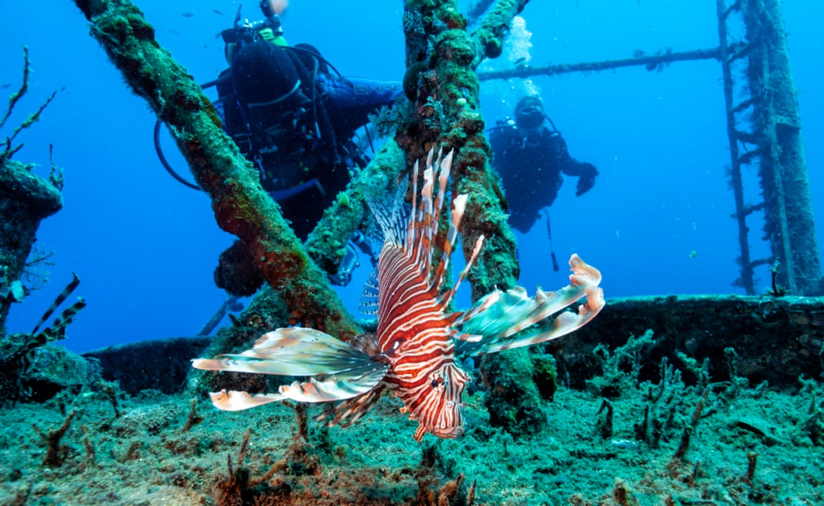 La gastronomía como arma ecológica: comer pez león para salvar el Mediterráneo