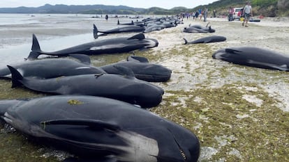 Andrew Lamason, director regional del Departamento de Conservación, admitió que el panorama era sombrío, porque la mayoría de las más de 100 ballenas que habían sido reflotadas con la marea alta habían regresado y vuelto a encallar.