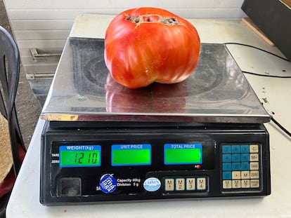 Por el tamaño y peso de los ejemplares, un solo tomate vale cinco o seis euros en el mercado.