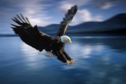 Un ejemplar de águila calva en la reserva forestal de Tongass, en Alaska (EE UU).