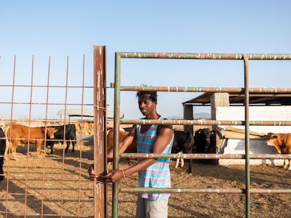 Madou Traoré, 28 años, cierra la puerta del ganado en la finca donde trabaja en Malpartida (Cáceres).