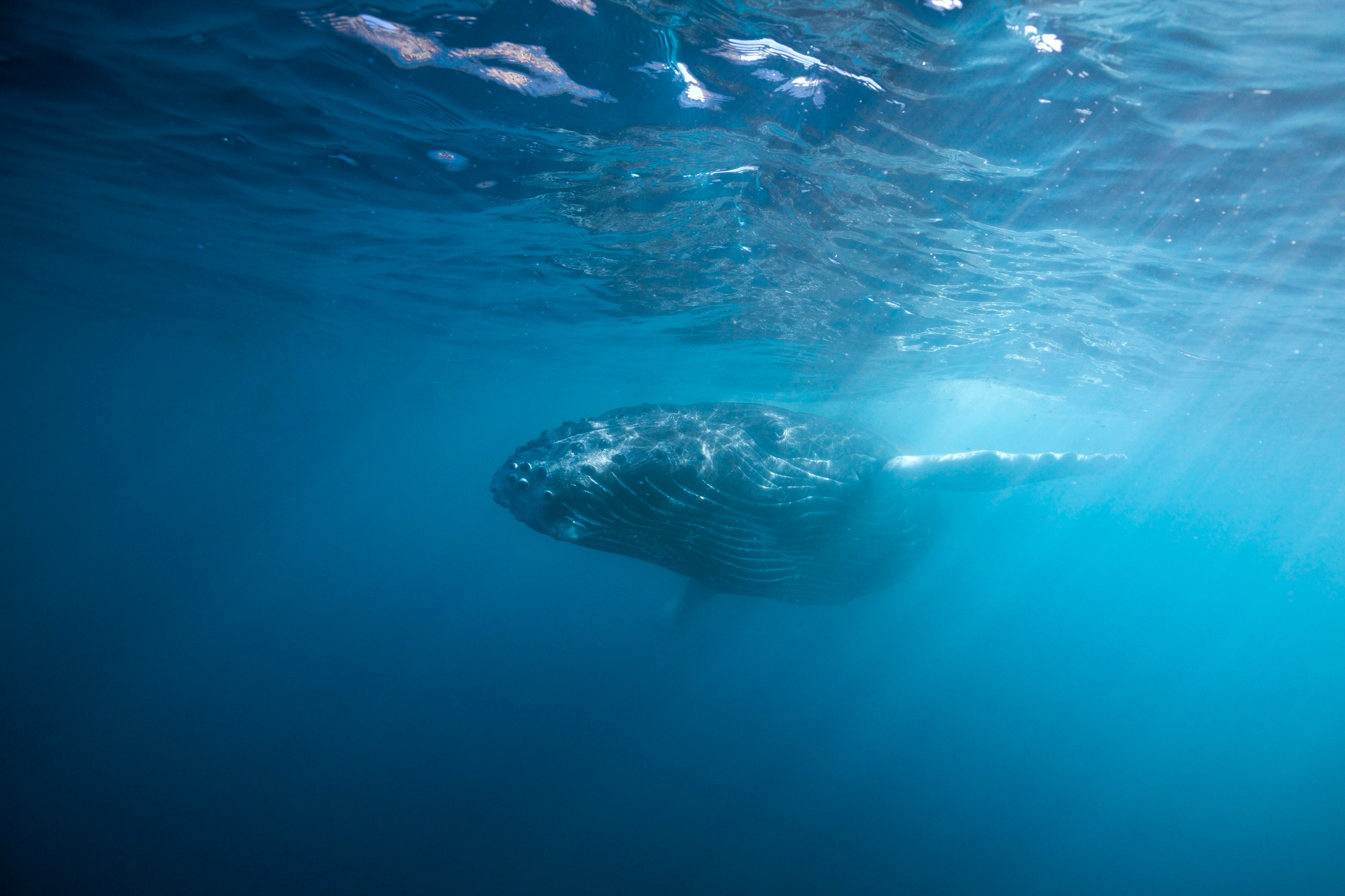 Una demanda pionera exige justicia para las ballenas del Golfo de California frente al megaproyecto de gas Saguaro