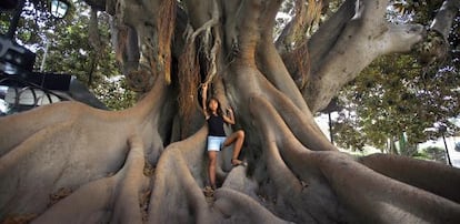 El majestuoso ficus del Parterre de Valencia