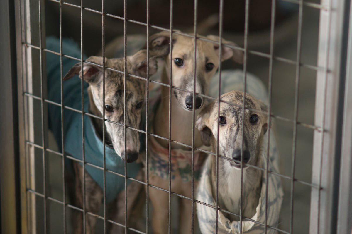 Ley protección animal: El 70% de los perros y el 95% de los gatos abandonados o perdidos no llevan microchip | Clima y Medio Ambiente