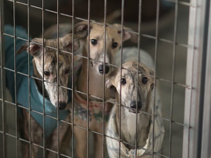 Tres galgos abandonados en Córdoba tras la temporada de caza esperan para ser adoptados en las instalaciones de la protectora Galgos del sur.