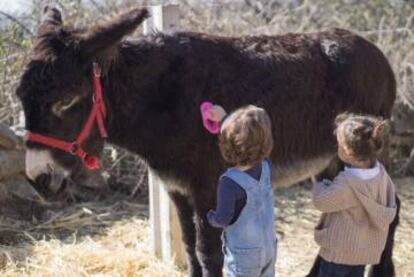 Dos niños cepillando un burro en la finca de la asociación Dejando Huella, en Matalpino (Madrid).