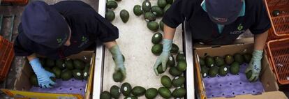 Planta de empaquetado de aguacates en Tancítaro, en el estado mexicano de Michoacán. 