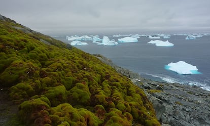 Vegetación en la isla Verde, en la península antártica