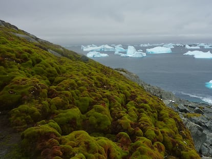 Vegetación en la isla Verde, en la península antártica