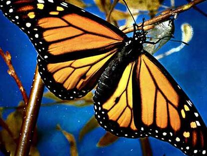 UNA MARIPOSA MONARCA.