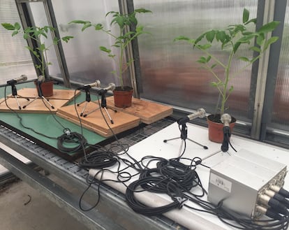 Ultrasound microphones next to tomato plants