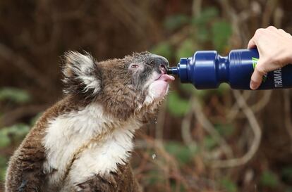 Un vecino da de beber un koala en el jardn de su casa por las altas temperaturas que afectan a Australia.