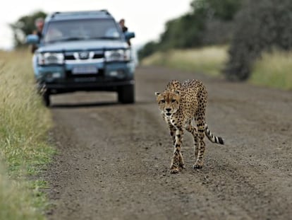 Un guepardo en el Parque Nacional Kruger de Sudáfrica.