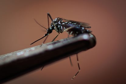 Un mosquito es capturado para su estudio en la transmisión de enfermedades, en São Paulo (Brasil), en marzo de 2024.