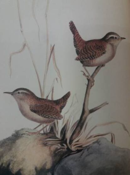 Dos ejemplares de chochín, en una lámina de William MacGillivray.