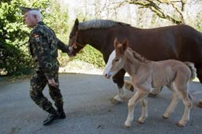 Un militar junto a ejemplares de la yeguada militar de Ibio en Mazcuerras (Cantabria), centro de cria caballar del Ministerio de Defensa, dedicado a la cria y mejora de las razas ecuestres para uso de las Fuerzas Armadas. EFE/Archivo