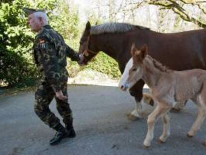 Un militar junto a ejemplares de la yeguada militar de Ibio en Mazcuerras (Cantabria), centro de cria caballar del Ministerio de Defensa, dedicado a la cria y mejora de las razas ecuestres para uso de las Fuerzas Armadas. EFE/Archivo