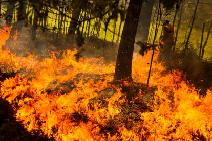 Desde ayer luchan contra el fuego, avivado por el fuerte viento.