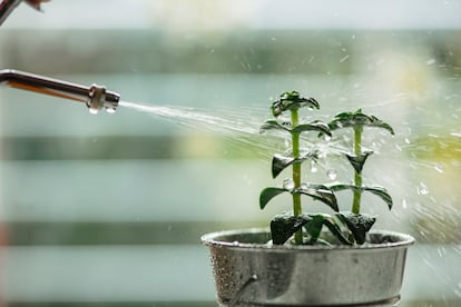 Si no se dispone de riego automático o de alguien que pueda regar las plantas en nuestra ausencia, se pueden aplicar dos métodos: el truco del cordón y la botella de plástico agujereada.