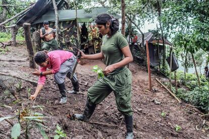 Guerrilleras de las FARC trabajan en un huerto a la espera de trasladarse a las zonas veredales de transición.