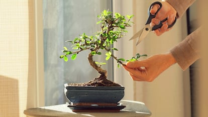 Artículo de EL PAÍS Escaparate sobre el kit para cultivar bonsáis más vendido de Amazon.