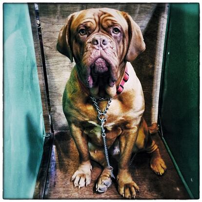 BIRMINGHAM, ENGLAND - MARCH 06: (EDITORS NOTE: This image was created using digital filters) A Dogue De Bordeaux rests on the second day of Crufts dog show at the National Exhibition Centre on March 6, 2015 in Birmingham, England. First held in 1891, Crufts is said to be the largest show of its kind in the world, the annual four-day event, features thousands of dogs, with competitors travelling from countries across the globe to take part and vie for the coveted title of 'Best in Show'. (Photo by Carl Court/Getty Images)