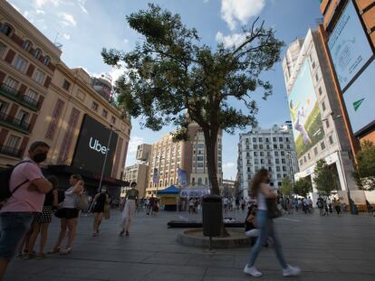 Imponente y solitario se alza el 'Ligustrum lucidum' en el centro de la plaza de Callao, en Madrid.