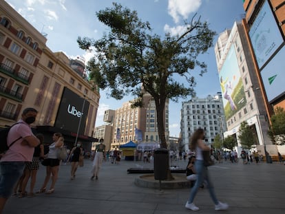 Imponente y solitario se alza el 'Ligustrum lucidum' en el centro de la plaza de Callao, en Madrid.