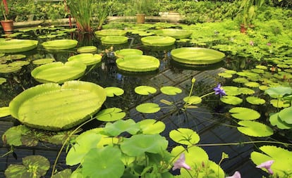 Nenúfares gigantes de Kew Gardens, en Londres.