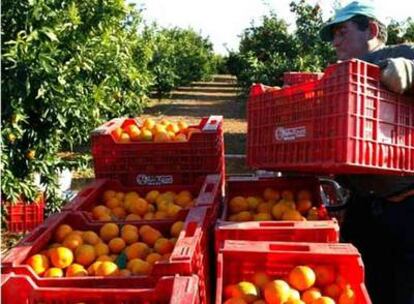 Trabajos de recolección en un campo de naranjas de Villareal (Castellón).