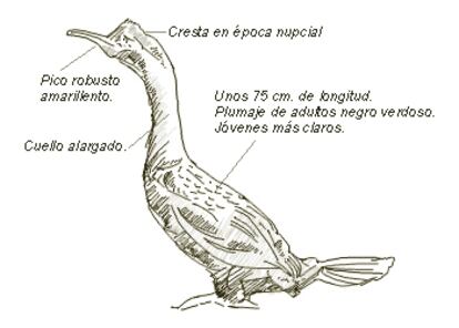 Nombre común: Cormorán moñudo 
Nombre científico: Phalacrocorax aristotelis (Linné) 
Orden: Pelecaniformes 
Familia: Phalacrocoracidae