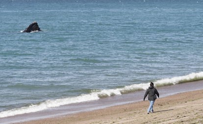 Península Valdés, en la Patagonia argentina, declarado mundial por la Unesco, recibe la mayor población reproductora de ballenas francas australes. De julio a noviembre se puede observar a estos animales, que llegan a medir más de 15 metros. Aquí lo recomendable es hacerlo en las embarcaciones de las numerosas empresas de 'avistajes' de la zona. El acceso al área natural protegida de península Valdés tiene un precio de 15 euros para turista. La zona también es un punto de referencia para la observación de orcas, pingüinos, lobos y elefantes marinos, delfines y un sinfín de aves.