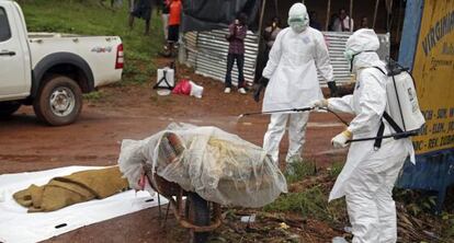Varias enfermeras liberianas desinfectan una víctima del ébola en la calle en una calle en Virginia, a las afueras de la capital Monrovia, en Liberia.
