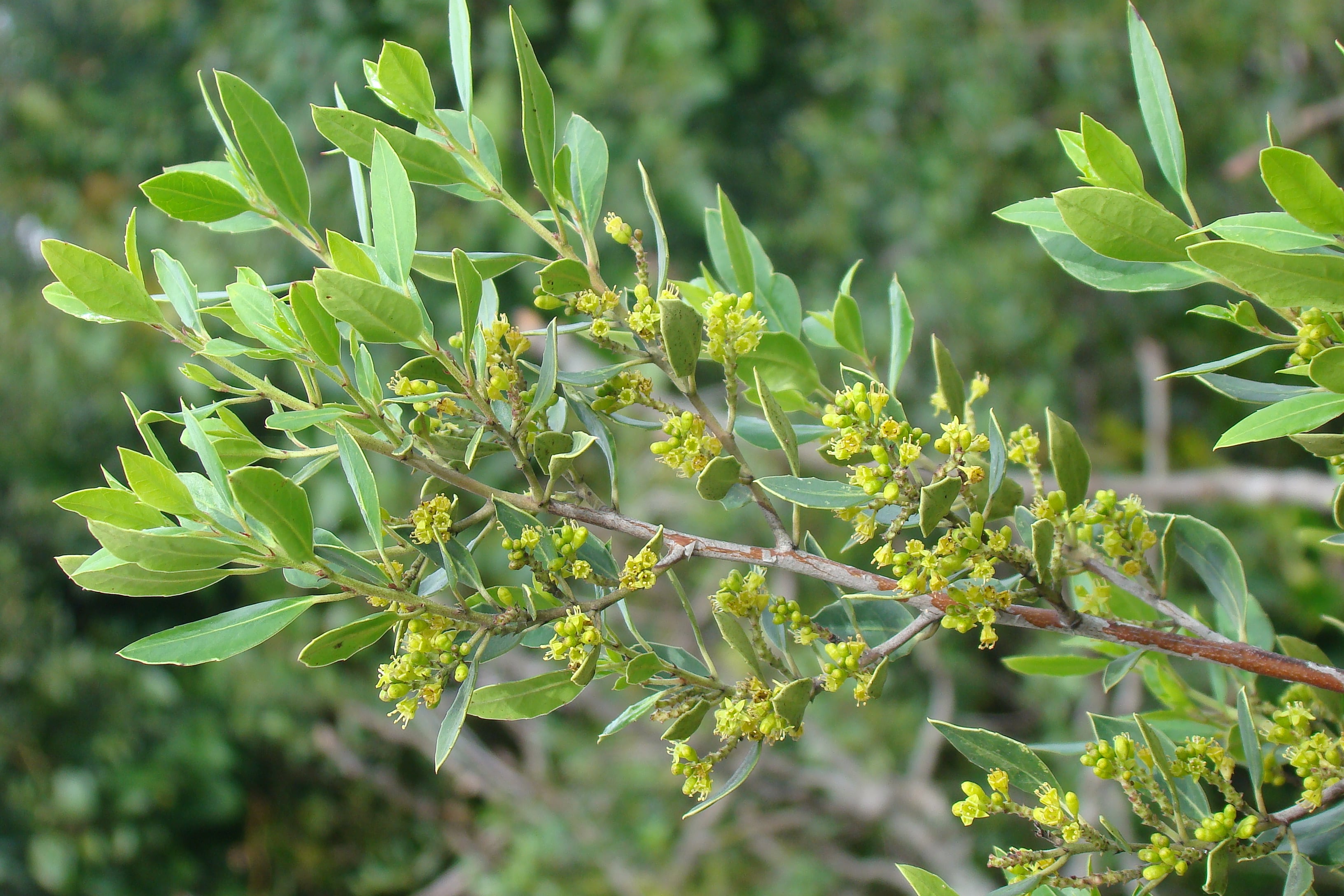 Las florecitas del aladierno recuerdan ligeramente a la fragancia del almendro.