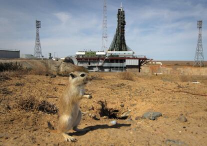 Un jerbo cerca de la plataforma de lanzamiento del cohete Soyuz-FG, en Baikonur (Kazajstán).