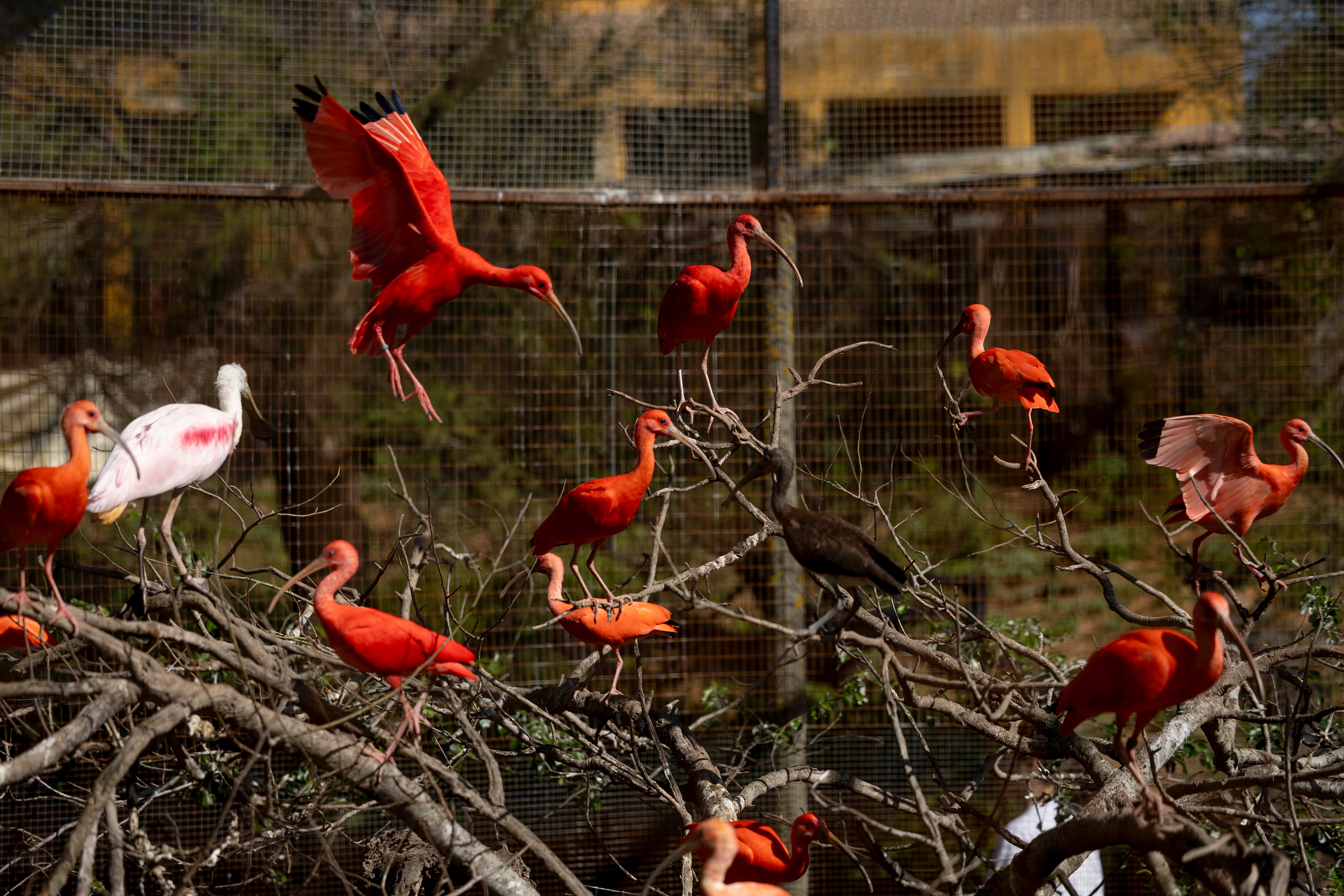 Ejemplares de ibis escarlata, en La Cañada de los Pájaros.