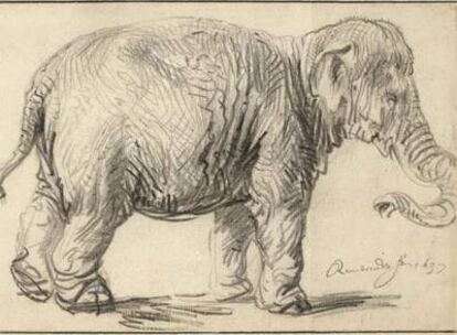 <i>An elephant</i> (1637), obra de Rembrandt, que forma parte de la retrospectiva de Viena.