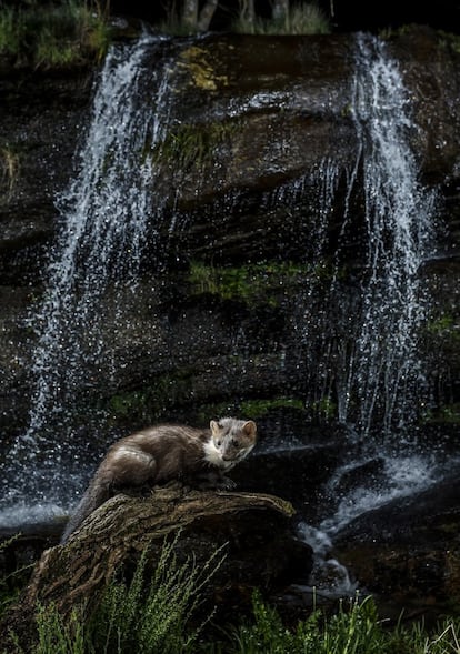 Una garduña en busca de alguna presa.