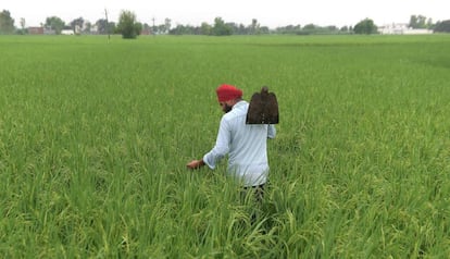 Un agricultor, a las afueras de Amritsar (India).