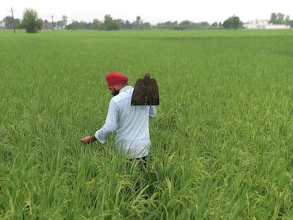 Un agricultor, a las afueras de Amritsar (India). 