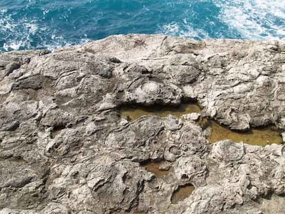 Estromatolitos al borde del mar en el entorno del palacio de Marivent.