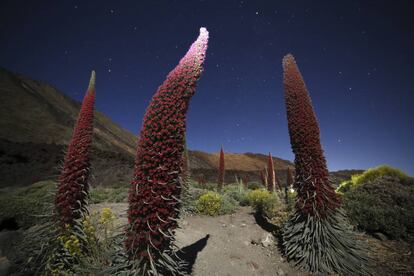 Tajinastes rojos en las faldas del Teide (Tenerife).