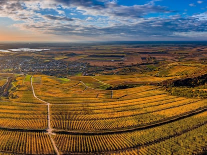 Panorámica aérea de viñedos en la región vinícola de Tokaj (Hungría).