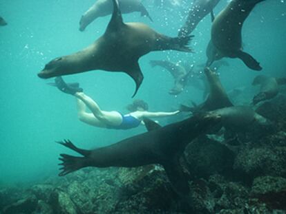 Un grupo de lobos marinos juega con una buceadora en el islote Plaza, cercano a la isla de Santa Cruz, en las Galápagos. Cuando hay olas no es raro ver a los simpáticos lobos marinos jóvenes practicando <i>body surf.</i>