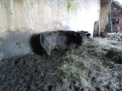 Una vaca atada y rodeada de excrementos.