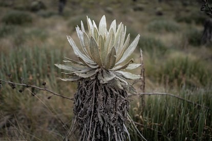 Espeletia Occidentalis en el parámo de Santa Inés.