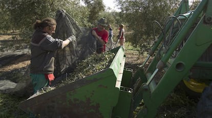 Varios jornaleros trabajan en la recolecci&oacute;n de la aceituna en una finca de Sevilla.