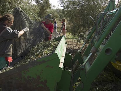 Varios jornaleros trabajan en la recolecci&oacute;n de la aceituna en una finca de Sevilla.